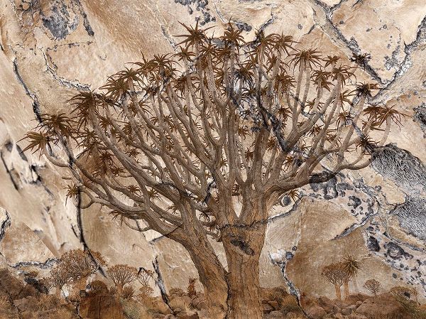 Jaynes Gallery 아티스트의 Africa-Namibia-Quiver tree and bark photo montage작품입니다.